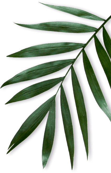Right Leaf