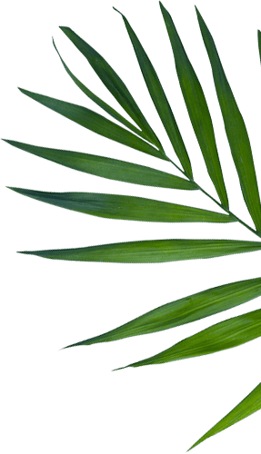who i am leaf right